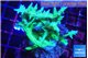 Seriatopora hystrix golden 4-5 cm WYSIWYG acclimaté