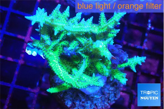 Seriatopora hystrix golden 4-5 cm WYSIWYG acclimaté