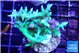 Seriatopora hystrix golden 4-5 cm WYSIWYG acclimaté