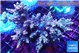 Acropora purple blue Indonesia 8-12 cm WYSIWYG acclimaté