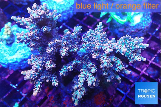 Acropora purple blue Indonesia 8-12 cm WYSIWYG acclimaté