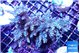 Acropora purple blue Indonesia 8-12 cm WYSIWYG acclimaté
