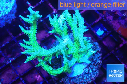 Seriatopora hystrix golden 4-5 cm WYSIWYG acclimaté