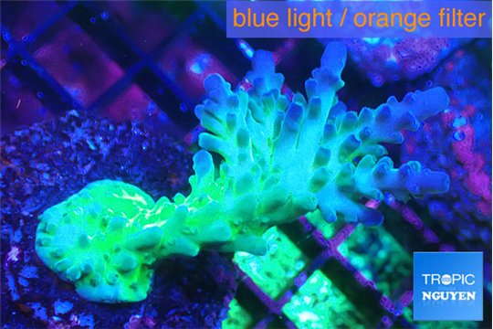 Acropora green blue Fijii 4-6 cm WYSIWYG acclimaté