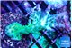 Acropora green blue Fijii 4-6 cm WYSIWYG acclimaté