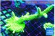 Acropora full neon green 7-10 cm WYSIWYG acclimaté