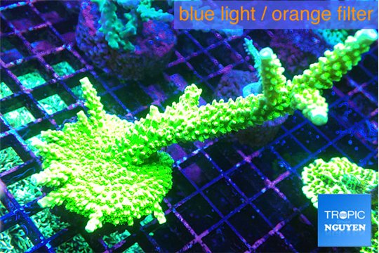 Acropora full neon green 7-10 cm WYSIWYG acclimaté
