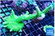 Acropora full neon green 7-10 cm WYSIWYG acclimaté