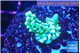 Montipora green & purple polyps 1-3 cm WYSIWYG acclimaté