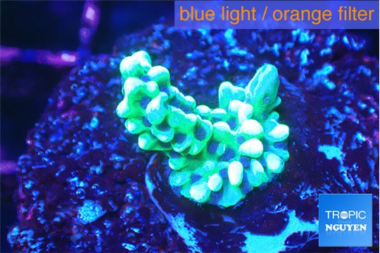 Montipora green & purple polyps 1-3 cm WYSIWYG acclimaté