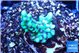 Montipora green & purple polyps 1-3 cm WYSIWYG acclimaté