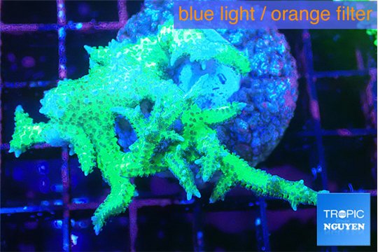 Seriatopora hystrix golden 4-5 cm WYSIWYG acclimaté