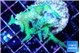 Seriatopora hystrix golden 4-5 cm WYSIWYG acclimaté