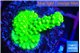 Acropora full neon green 2-3 cm WYSIWYG acclimaté