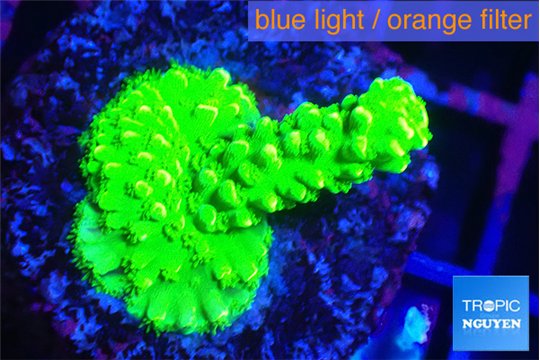 Acropora full neon green 2-3 cm WYSIWYG acclimaté