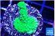 Acropora full neon green 2-3 cm WYSIWYG acclimaté