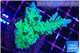 Acropora green purple 5-6 cm WYSIWYG acclimaté