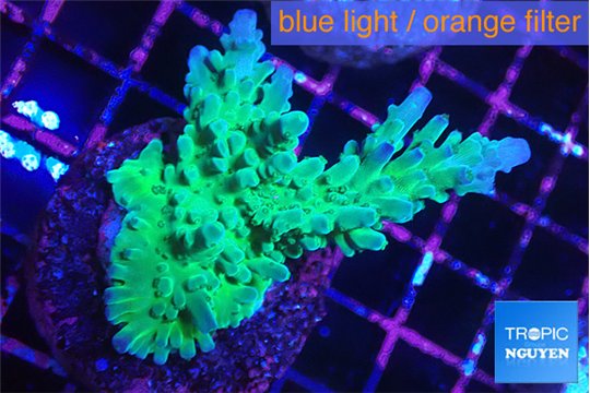 Acropora green purple 5-6 cm WYSIWYG acclimaté