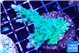 Acropora green purple 5-6 cm WYSIWYG acclimaté