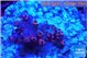 Acropora pink purple 2-3 cm WYSIWYG acclimaté