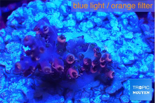 Acropora pink purple 2-3 cm WYSIWYG acclimaté