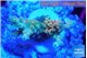 Acropora microclados gold 2-4 cm WYSIWYG acclimaté