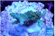 Acropora microclados gold 2-4 cm WYSIWYG acclimaté