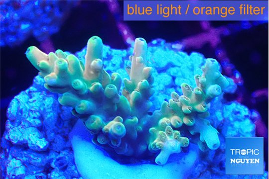 Acropora microclados gold 2-4 cm WYSIWYG acclimaté