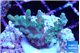 Acropora microclados gold 2-4 cm WYSIWYG acclimaté