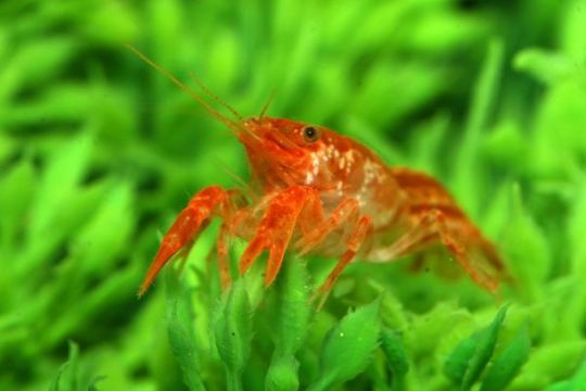 Ecrevisse Cambarellus patzcuarensis (orange naine) - M