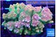 Acropora rainbow 7-11 cm WYSIWYG acclimaté