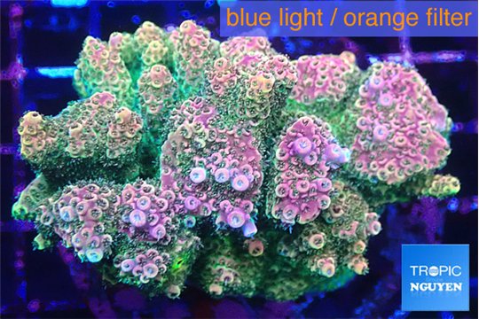 Acropora rainbow 7-11 cm WYSIWYG acclimaté