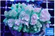 Acropora rainbow 7-11 cm WYSIWYG acclimaté