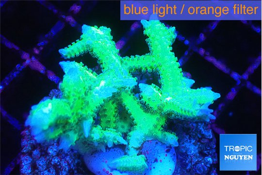 Seriatopora hystrix golden 3-5 cm WYSIWYG acclimaté