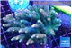 Acropora mango 7-11 cm WYSIWYG acclimaté