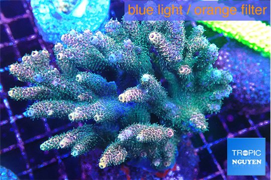 Acropora mango 7-11 cm WYSIWYG acclimaté