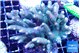 Acropora mango 7-11 cm WYSIWYG acclimaté