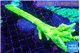 Acropora full neon green frag 12-16 cm WYSIWYG acclimaté