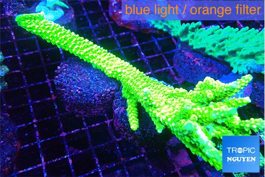 Acropora full neon green frag 12-16 cm WYSIWYG acclimaté