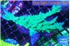 Acropora green ice frag 8-12 cm WYSIWYG acclimaté