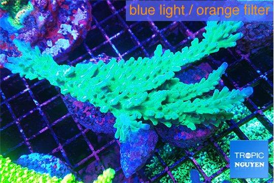 Acropora green ice frag 8-12 cm WYSIWYG acclimaté