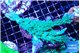 Acropora green ice frag 8-12 cm WYSIWYG acclimaté