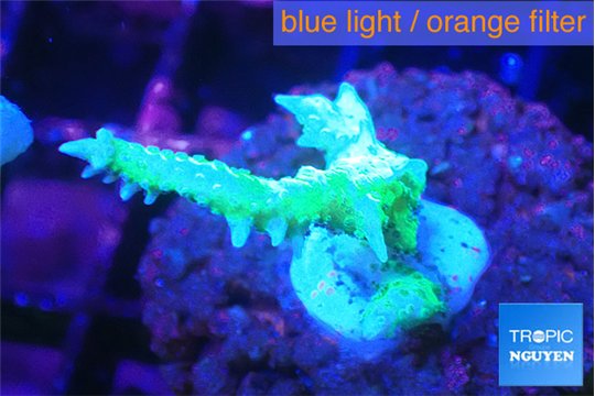 Seriatopora hystrix golden 2-4 cm WYSIWYG acclimaté