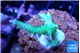 Seriatopora hystrix golden 2-4 cm WYSIWYG acclimaté