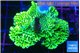 Montipora green damaged 4-6 cm WYSIWYG acclimaté