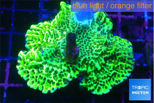 Montipora green damaged 4-6 cm WYSIWYG acclimaté