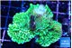 Montipora green damaged 4-6 cm WYSIWYG acclimaté