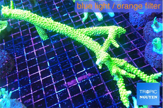 Acropora green 3-4 cm WYSIWYG acclimaté