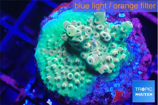 Acropora full neon green frag 16-22 cm WYSIWYG acclimaté