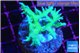 Seriatopora hystrix golden 3-5 cm WYSIWYG acclimaté